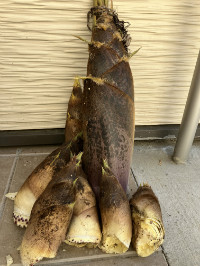 代替画像