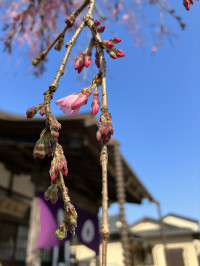代替画像