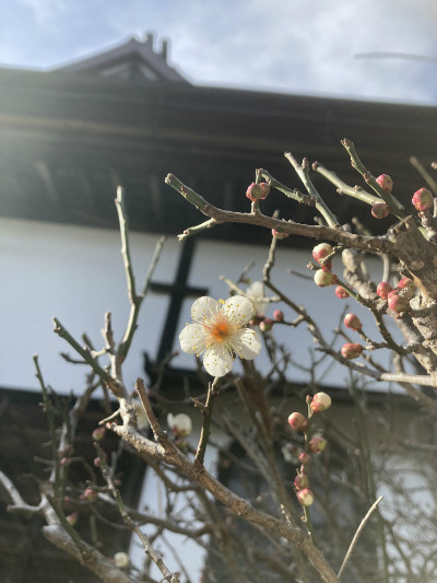 代替画像