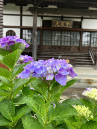 代替画像