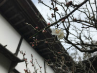 代替画像