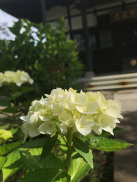 代替画像
