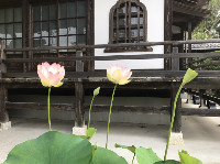 代替画像