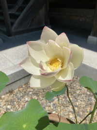 代替画像