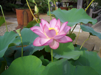 境内の蓮の花